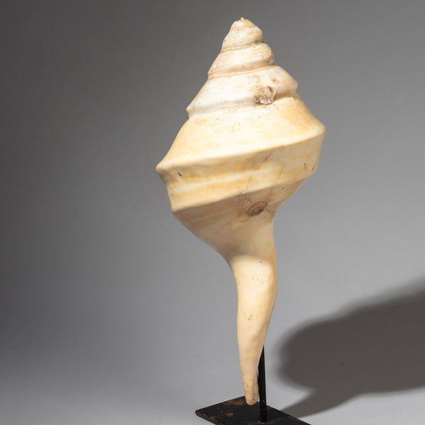 A LARGE +ELEGANT CONUS SHELL TRUMPET FROM INDONESIA SE ASIA( No 2021)