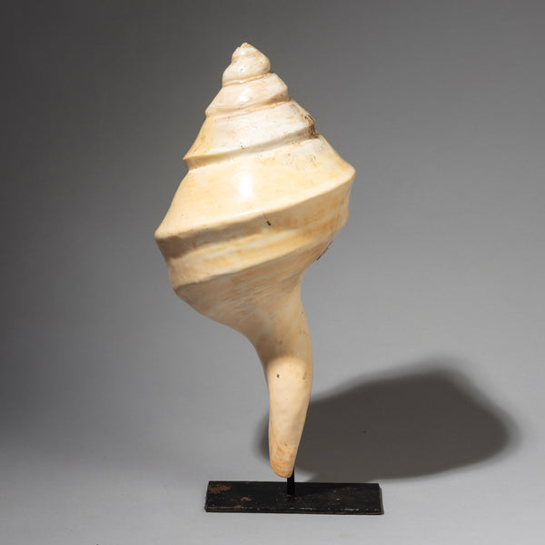 A LARGE +ELEGANT CONUS SHELL TRUMPET FROM INDONESIA SE ASIA( No 2021)