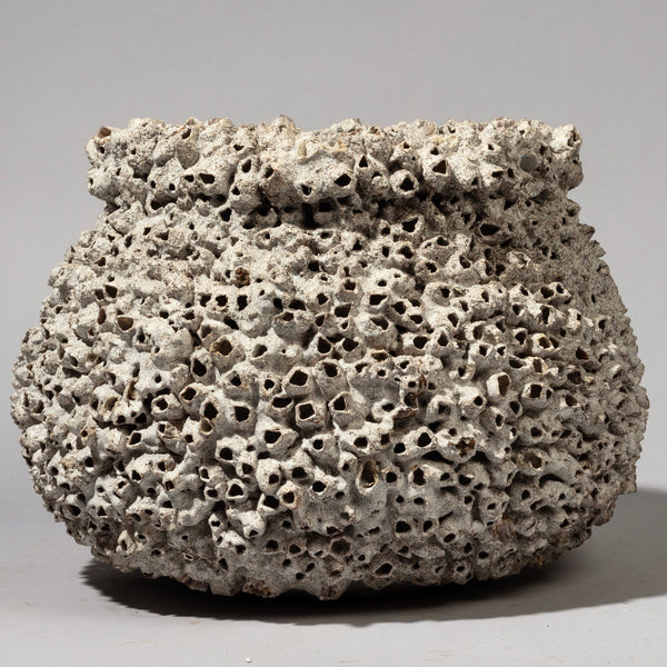 A SCULPTURAL BARNACLE POT FROM INDONESIA SE ASIA ( No 2193)