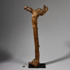 A CHUNKY ORGANIC STAFF FROM PARE TRIBE OF TANZANIA WITH BIRD MOTIFS EAST.AFRICA ( No 6215 )