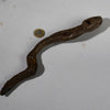 A CUTE WOODEN SNAKE TALISMAN, PARE TRIBE TANZANIA, E.AFRICA ( No 6261)