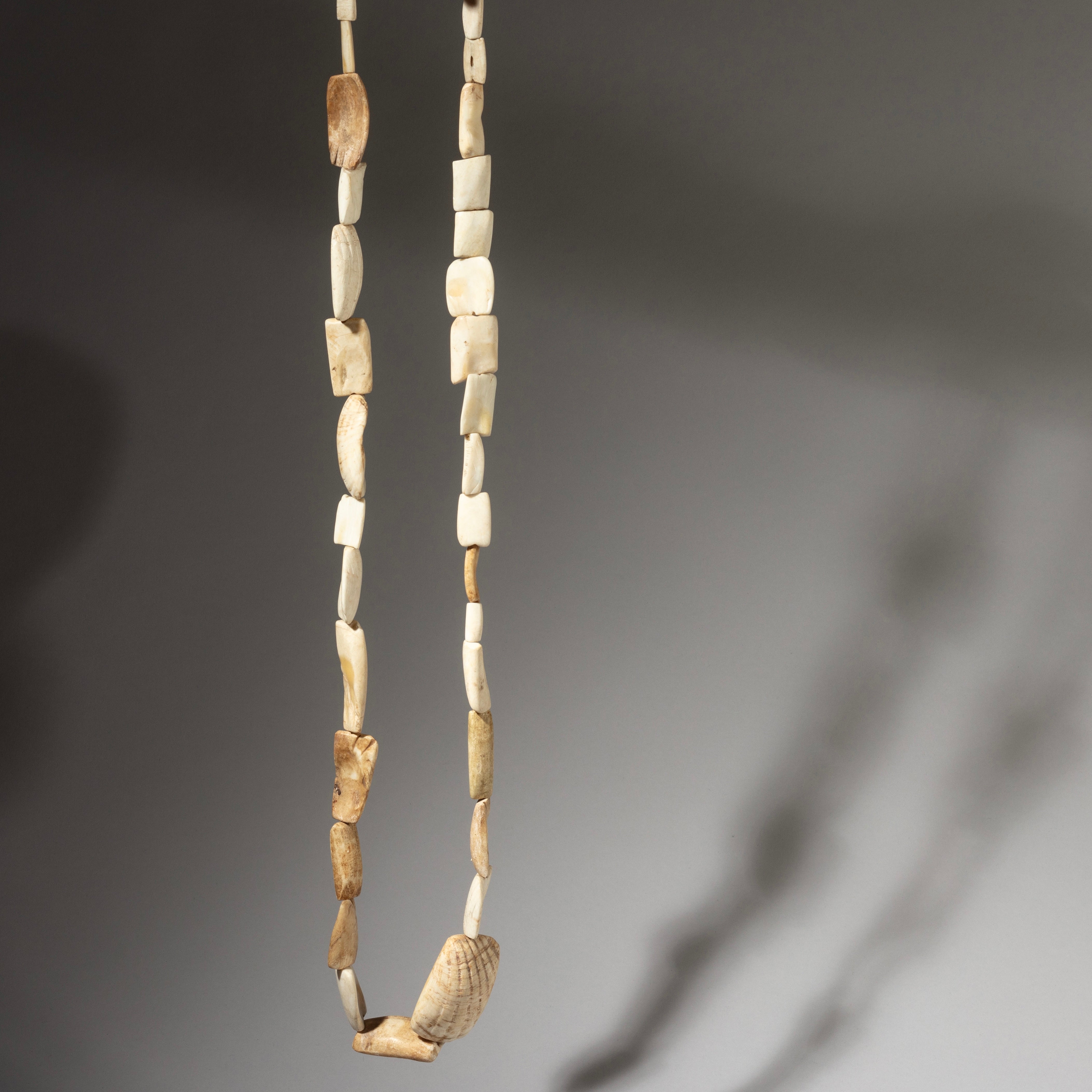 A LONG “HIPPO TOOTH” SHELL CURRENCY NECKLACE FROM WEST AFRICA  ( No 2925 )