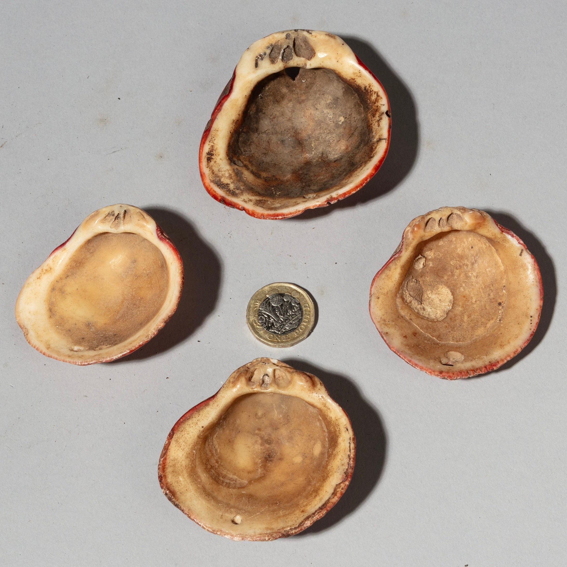 A PRETTY SET OF 4 BAULE TRIBE PINK SHELLS , IVORY COAST ( No 4043 )