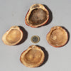 A PRETTY SET OF 4 BAULE TRIBE PINK SHELLS , IVORY COAST ( No 4043 )