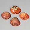 A PRETTY SET OF 4 BAULE TRIBE PINK SHELLS , IVORY COAST ( No 4043 )