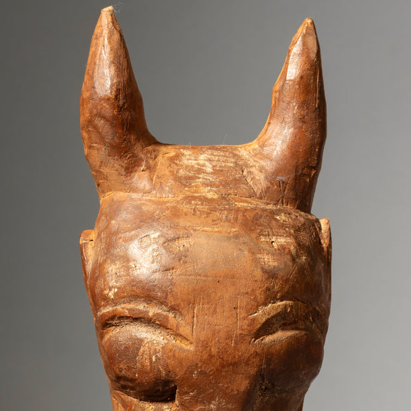 A SCULPTURAL BAULE BUFFALO PASSPORT MASK FROM THE IVORY COAST W AFRICA ( No 4445 )