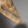 A  STRIKING PALEOLITHIC  HAND AXE FROM THE NEOLITHIC PERIOD, SAHARA ( No 4481 )
