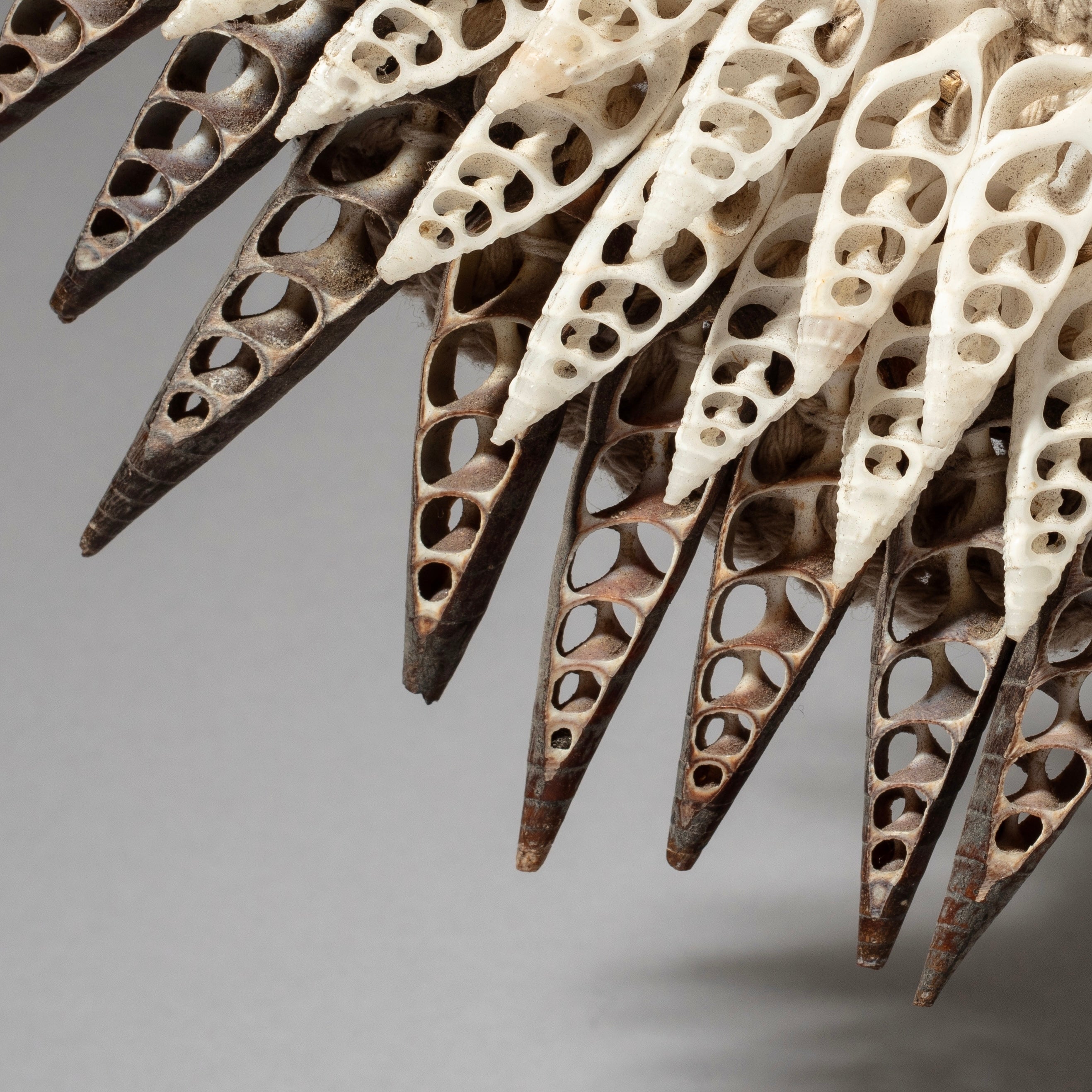 A SCALLOP SHELL MINIATURE COLLAR FROM PAPUA NEW GUINEA( No 4604 )