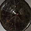 A WELL PATINATED & INLAID ETHIOPIAN WOODEN SHIELD FROM DORSE TRIBE ( No 4734 )