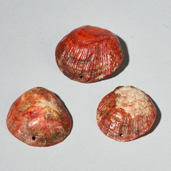 A PRETTY SET OF 3 BAULE TRIBE PINK SHELLS , IVORY COAST ( No 4756)
