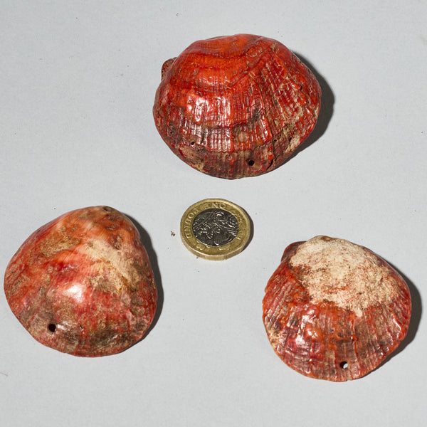 A PRETTY SET OF 3 BAULE TRIBE PINK SHELLS , IVORY COAST ( No 4756)