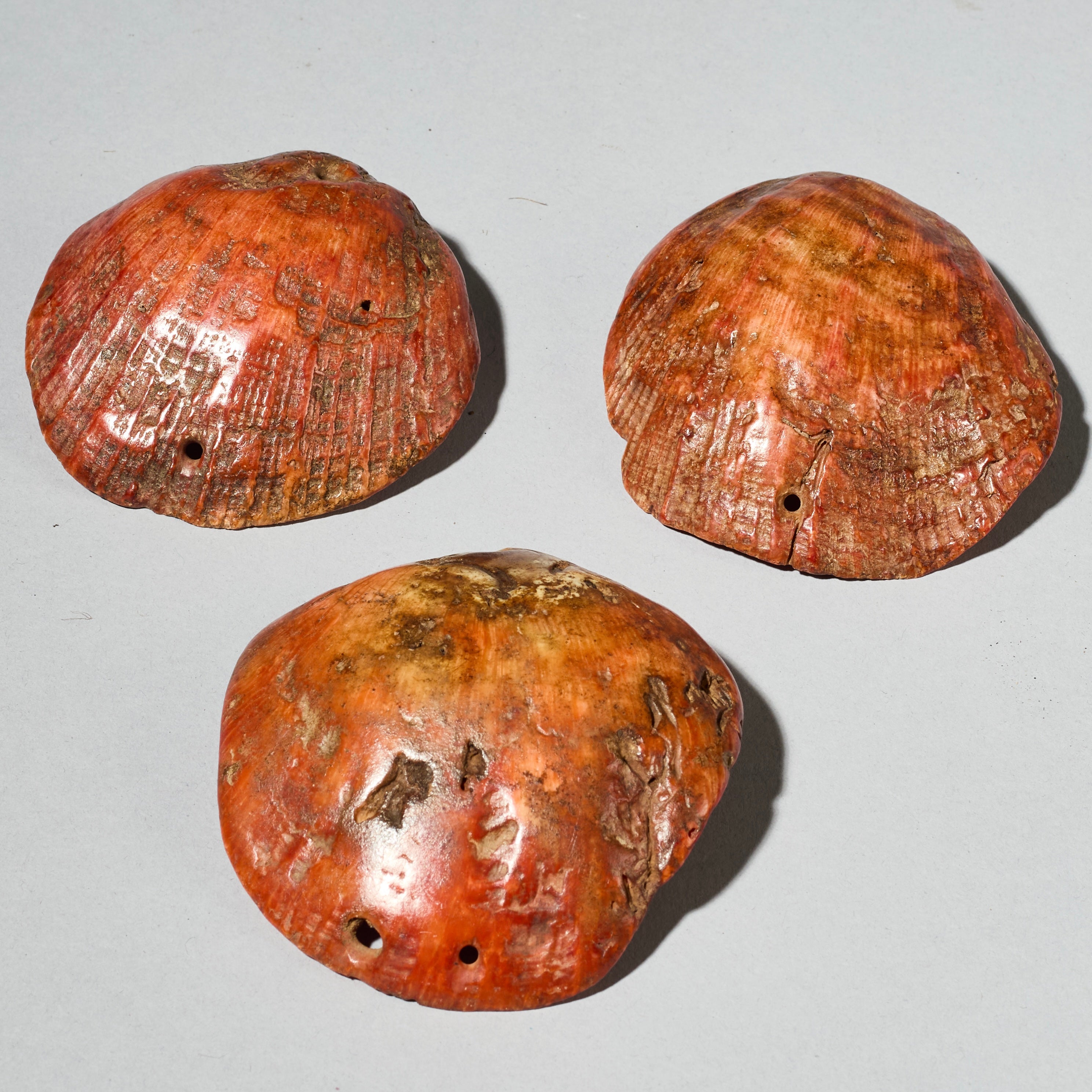 A PRETTY SET OF 3 BAULE TRIBE PINK SHELLS , IVORY COAST ( No 4754 )