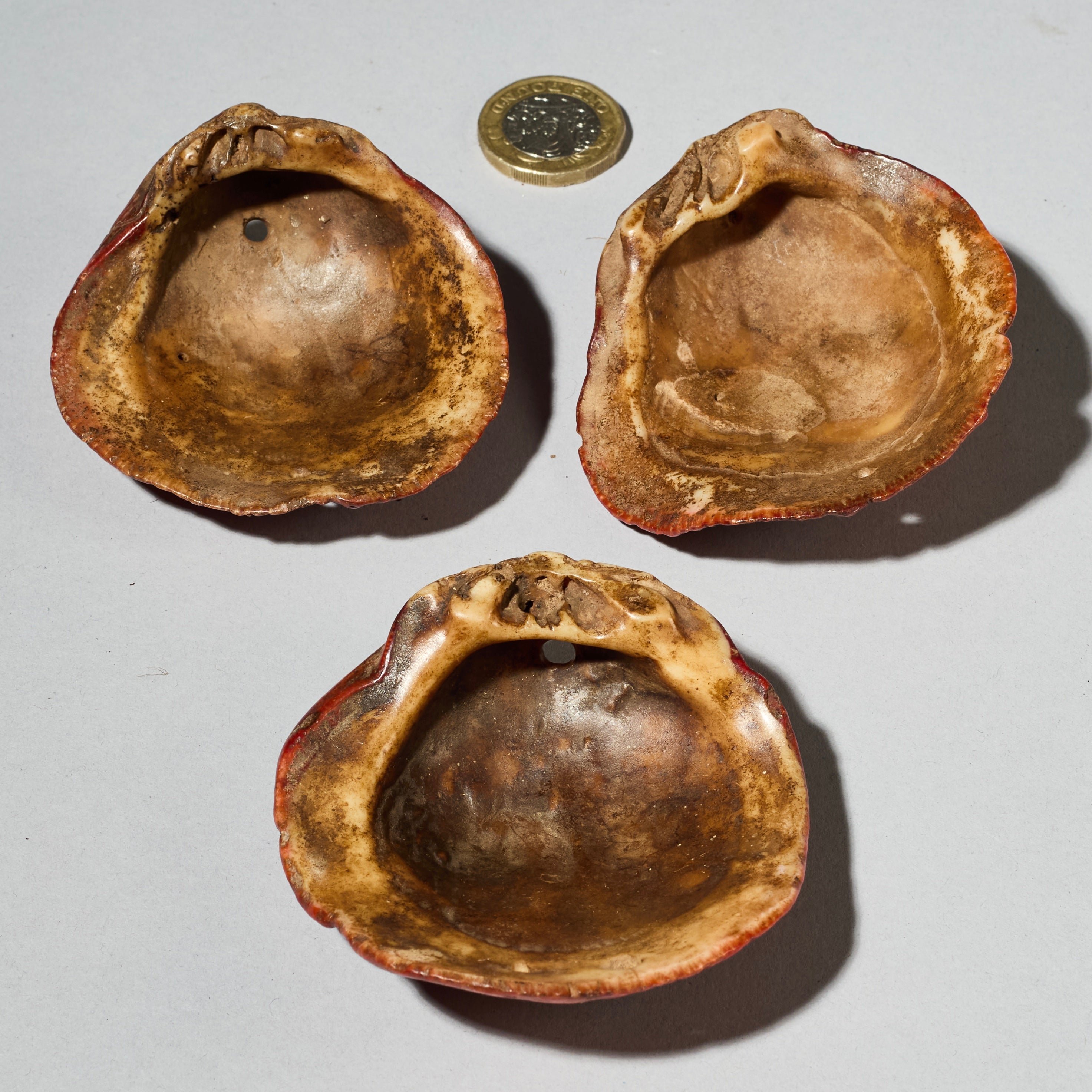 A PRETTY SET OF 3 BAULE TRIBE PINK SHELLS , IVORY COAST ( No 4754 )