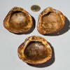 A PRETTY SET OF 3 BAULE TRIBE PINK SHELLS , IVORY COAST ( No 4754 )