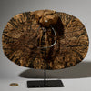 A SUPER DUPER ANTIQUE BARK BOTTOM COVER, EX UK COLL. MANGBETU  TRIBE OF THE CONGO( No 5056)