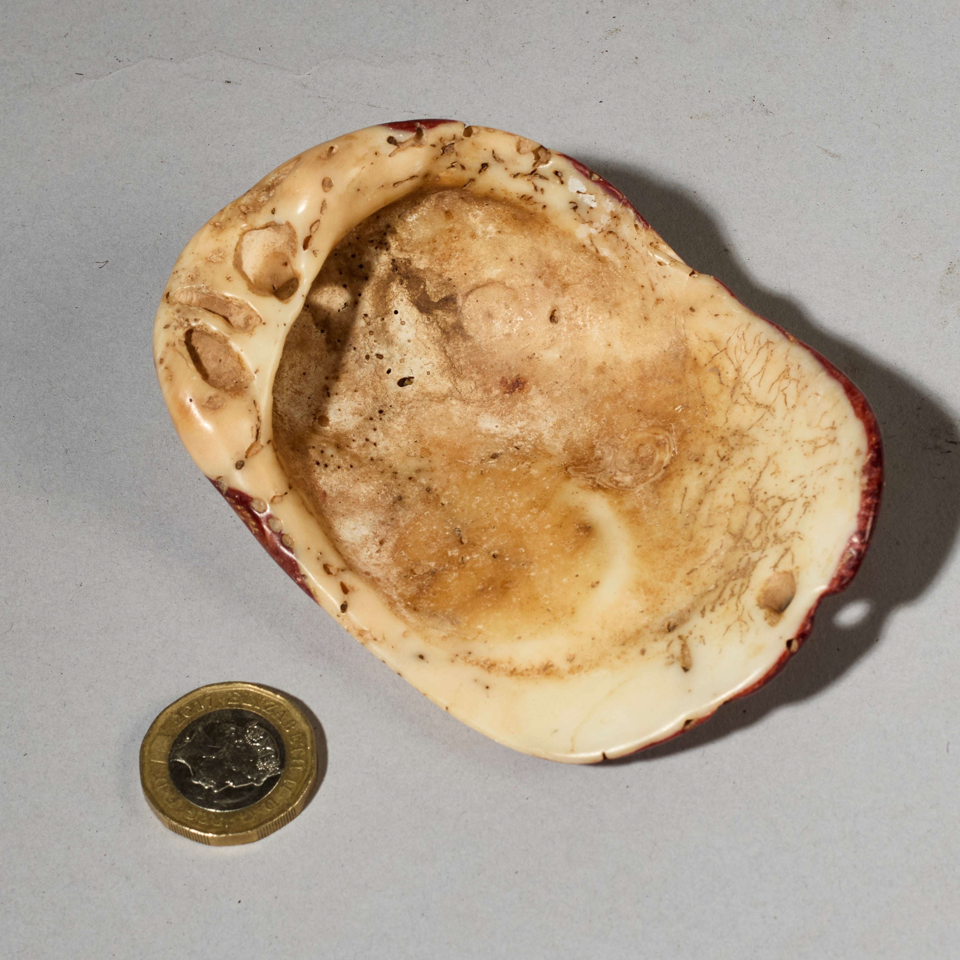 AN EXCEPTIONALLY LARGE  PRESTIGE PECTEN SHELL BAULE TRIBE IVORY COAST ( No 5051)