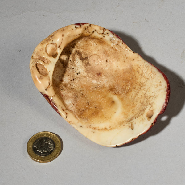 AN EXCEPTIONALLY LARGE  PRESTIGE PECTEN SHELL BAULE TRIBE IVORY COAST ( No 5051)