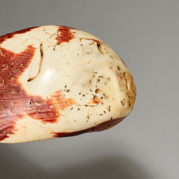 AN EXCEPTIONALLY LARGE  PRESTIGE PECTEN SHELL BAULE TRIBE IVORY COAST ( No 5051)