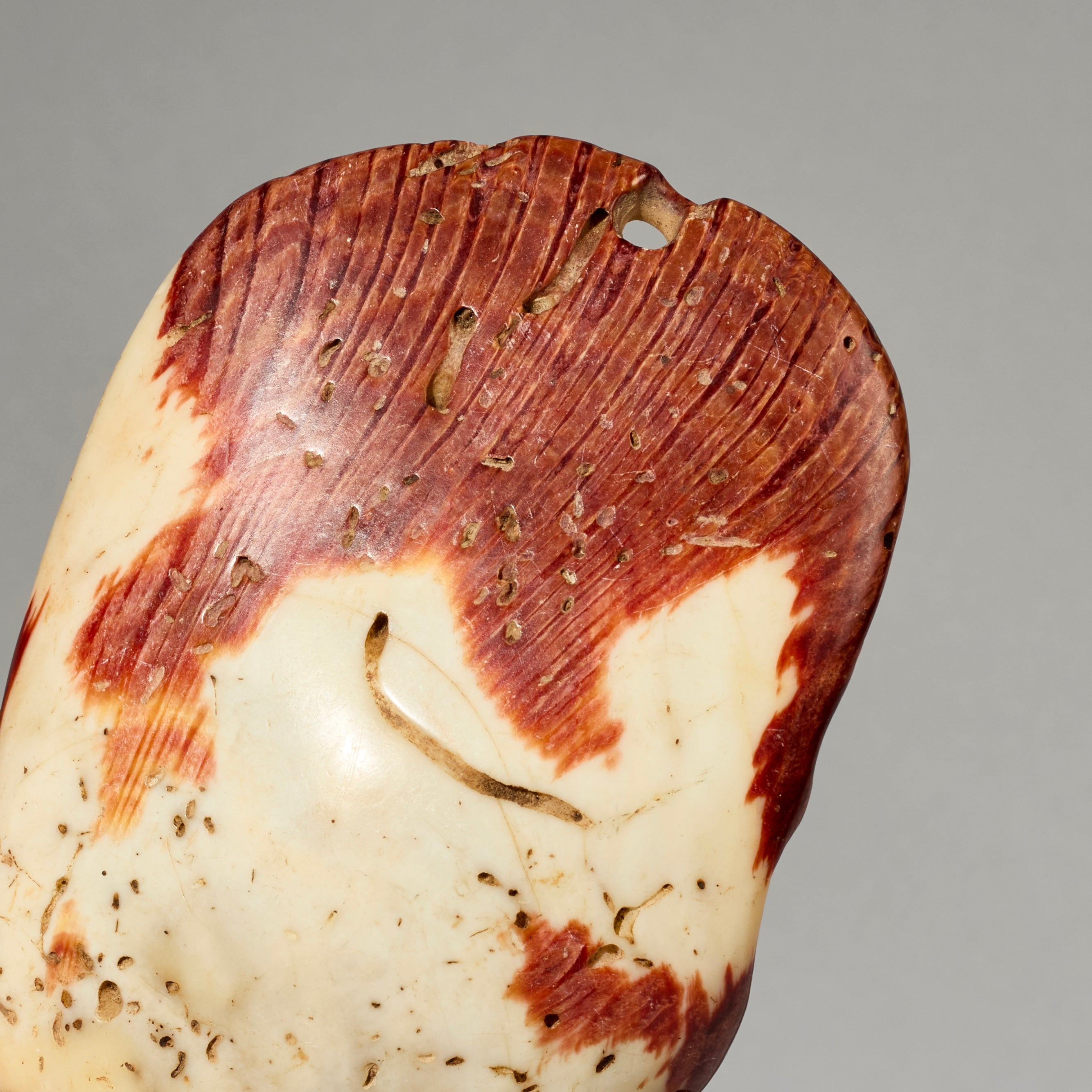 AN EXCEPTIONALLY LARGE  PRESTIGE PECTEN SHELL BAULE TRIBE IVORY COAST ( No 5051)