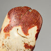 AN EXCEPTIONALLY LARGE  PRESTIGE PECTEN SHELL BAULE TRIBE IVORY COAST ( No 5051)