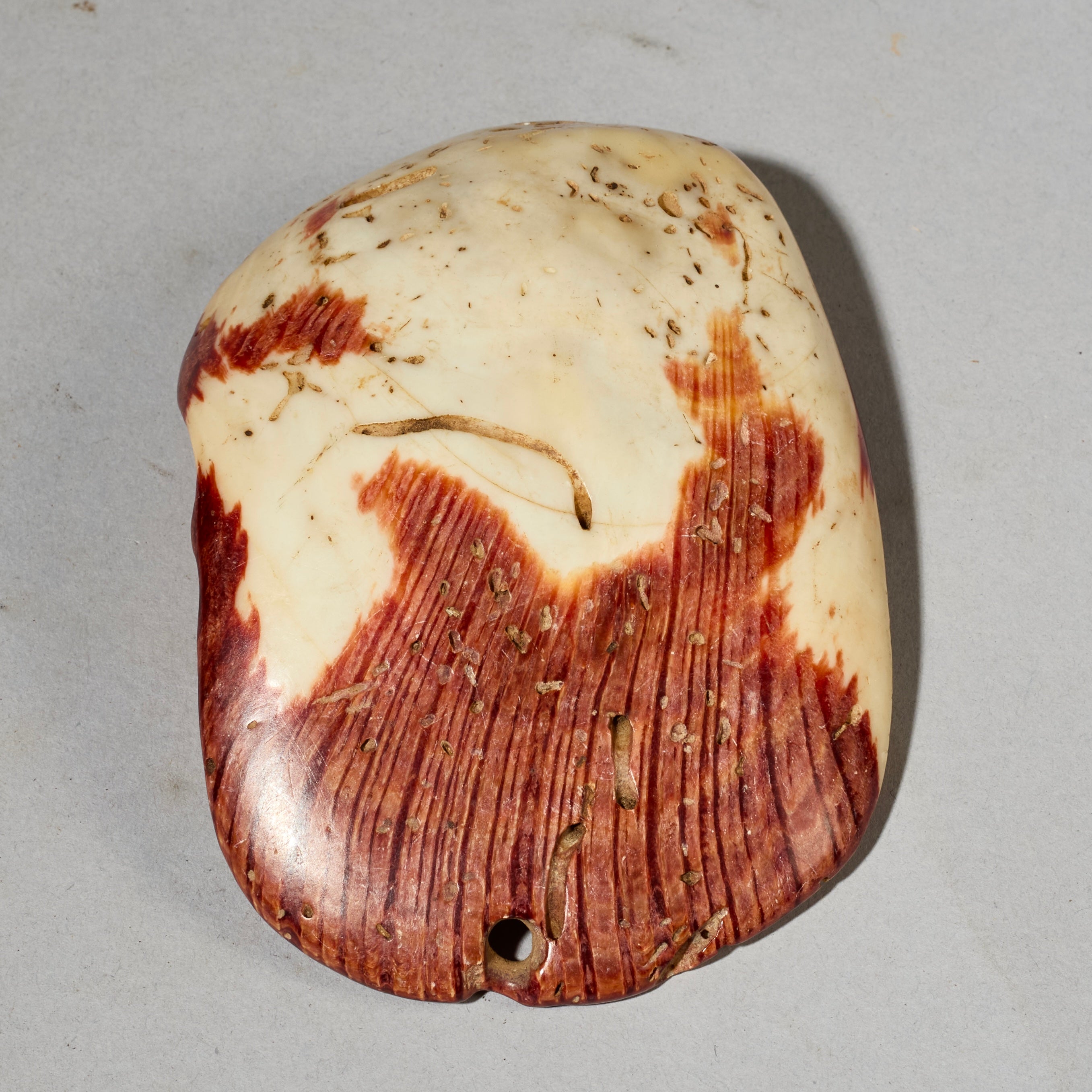 AN EXCEPTIONALLY LARGE  PRESTIGE PECTEN SHELL BAULE TRIBE IVORY COAST ( No 5051)