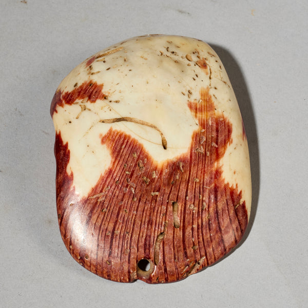 AN EXCEPTIONALLY LARGE  PRESTIGE PECTEN SHELL BAULE TRIBE IVORY COAST ( No 5051)