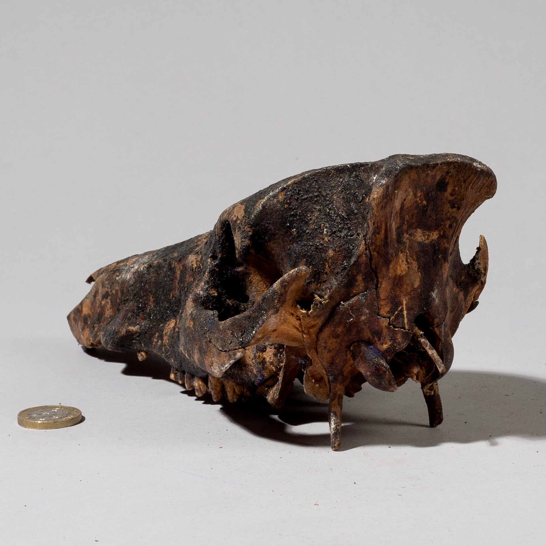 AN ANIMAL SKULL POWER OBJECT, EWE TRIBE GHANA ( No 789)