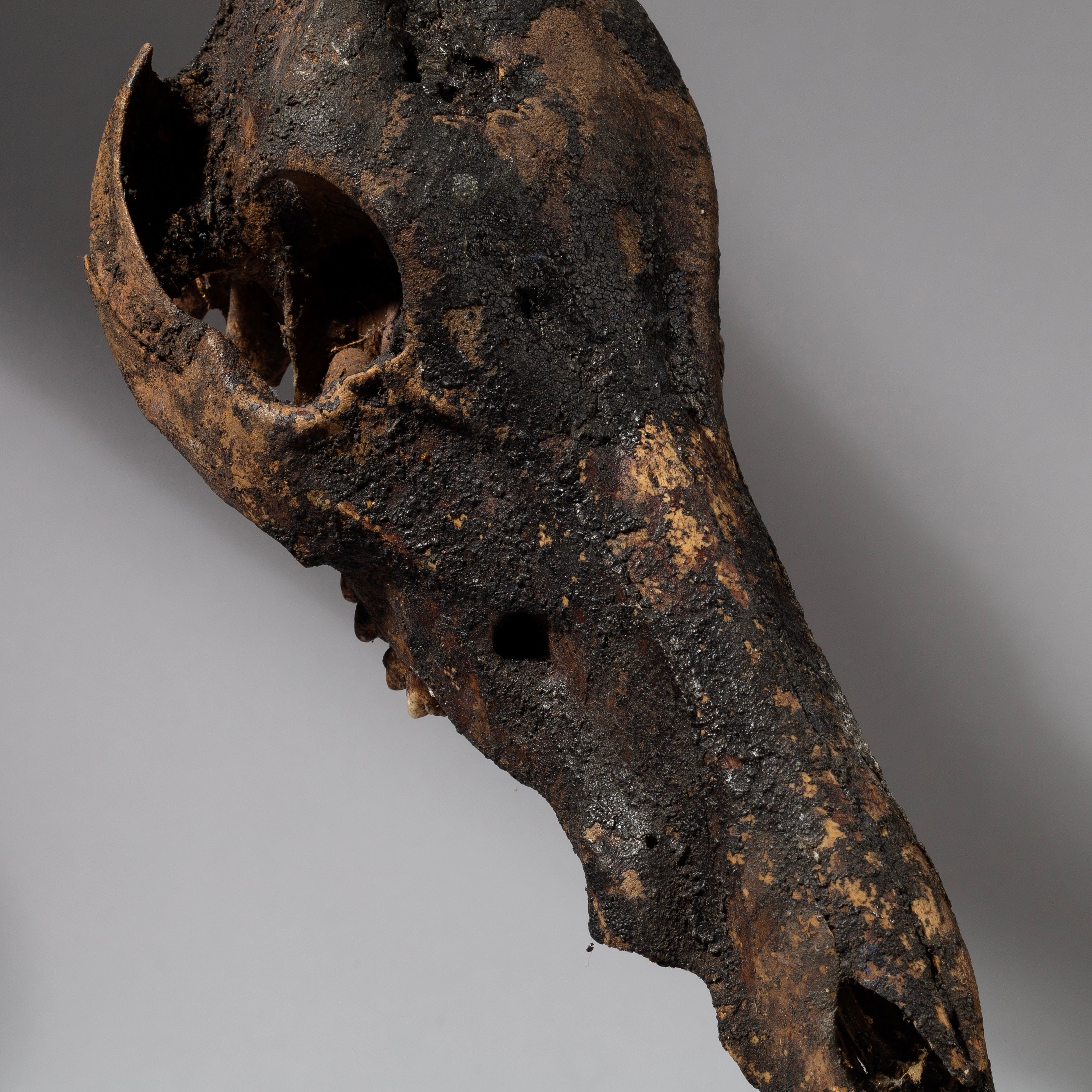 AN ANIMAL SKULL POWER OBJECT, EWE TRIBE GHANA ( No 789)