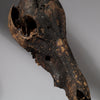 AN ANIMAL SKULL POWER OBJECT, EWE TRIBE GHANA ( No 789)