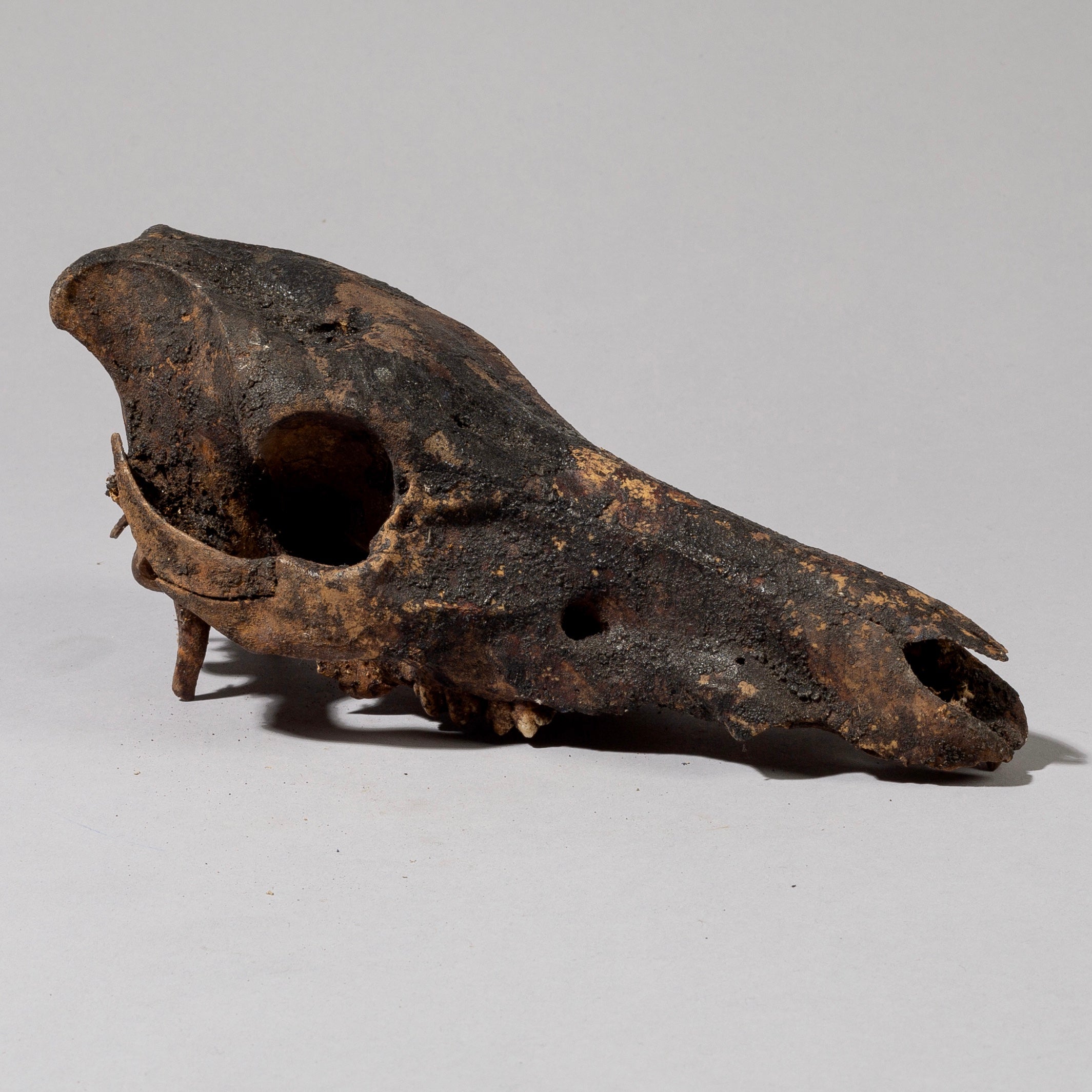 AN ANIMAL SKULL POWER OBJECT, EWE TRIBE GHANA ( No 789)